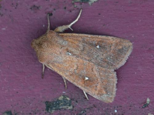 Mythimna albipuncta